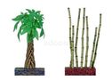 Plantas de bambú e pachira para mariña betta kit - En Lugo